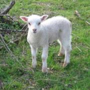 Nous sommes les brebis