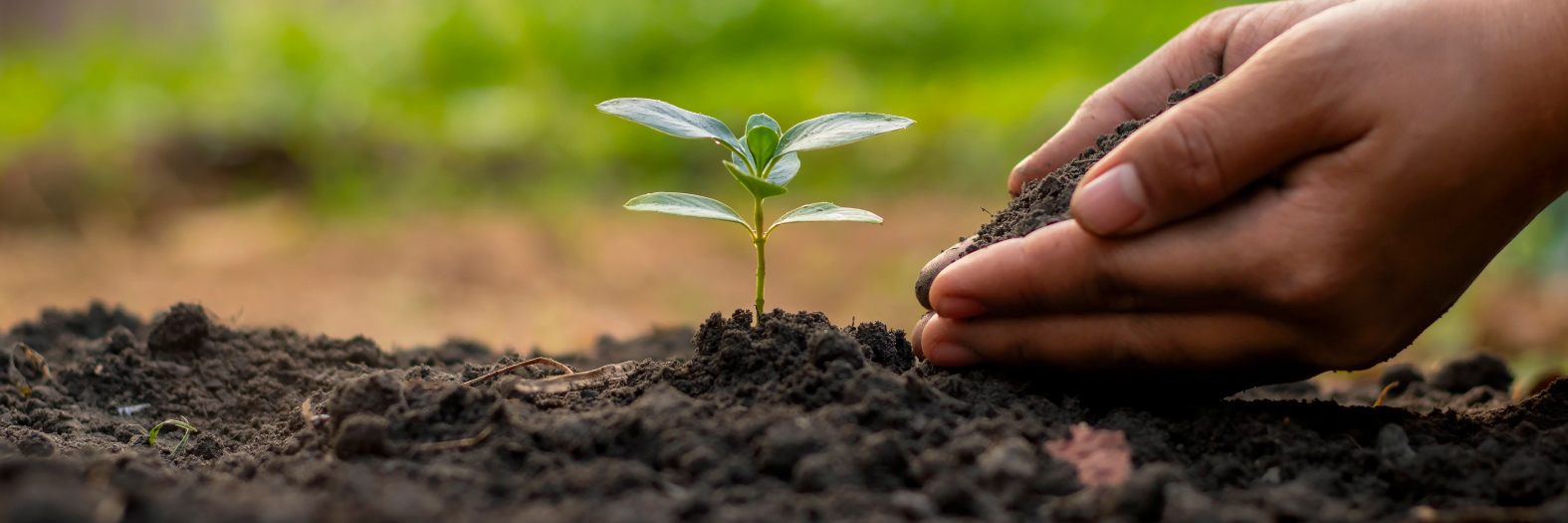 une plante sortant du sol